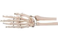 Materiał PVC Model kości ludzkiej ręki 3D do szkolenia medycznego