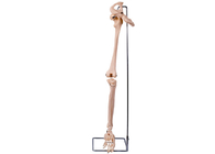 Model kości biodrowej kończyny dolnej z PVC 3D do szkolenia medycznego