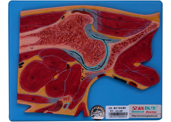 Anatomia człowieka Model sekcji stawu biodrowego na studia, szkolenie uniwersyteckie