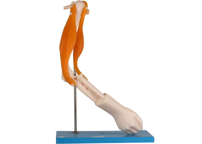 Anatomiczny model stawu łokciowego z funkcjonalnymi mięśniami do treningu szkolnego