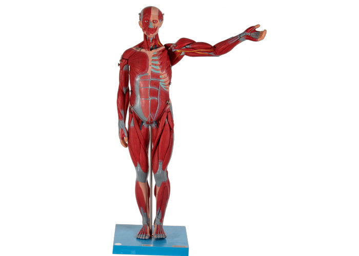 Ciężki i wysoki męski anatomiczny model mięśni z narządami wewnętrznymi