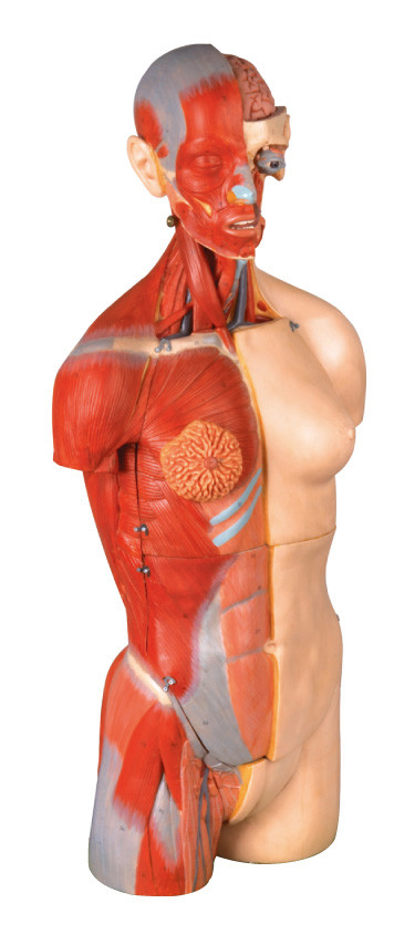 32 części podwójnego płciowego tułowia Human Anatomy Model 85cm Wewnętrznych pomarańczy z otwartym powrotem