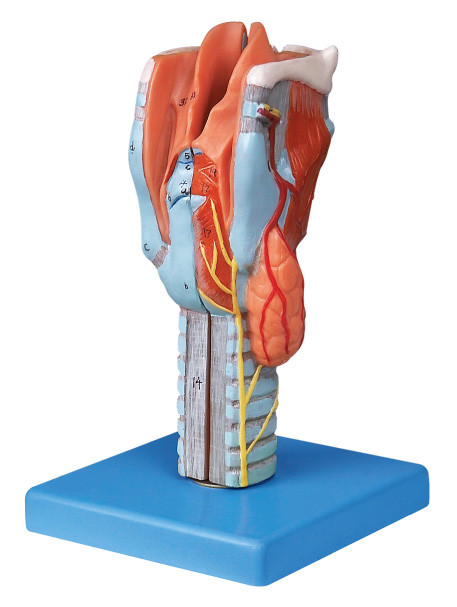 Wielkość żyły podzielona krtani Anatomia człowieka Model do treningu kolegów