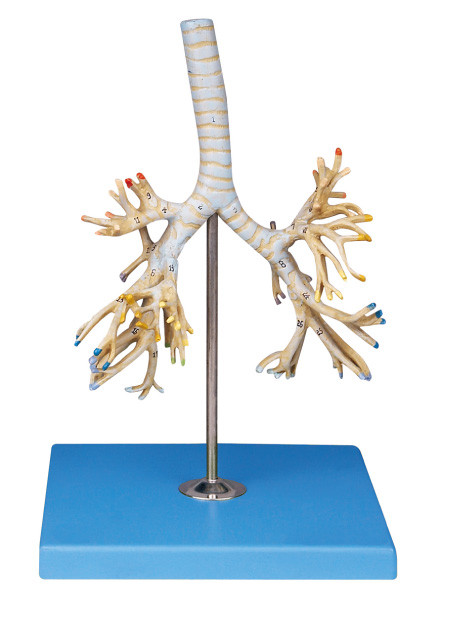Zaawansowane PVC Human Anatomy Model drzewo oskrzelowe 50 pozycji spisane do szkolenia Colleage