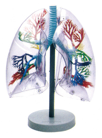 Materiał środowiskowy Anatomia człowieka Model przejrzyste płuca do kształcenia w szkole