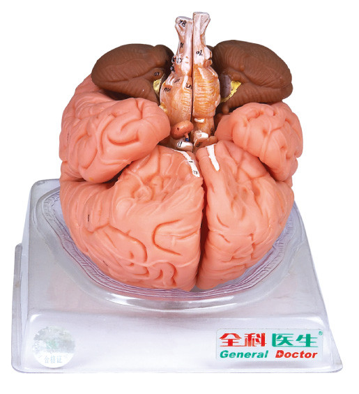 Imported Paint Adult Anatomyical Brain Model with the Sagittal Section