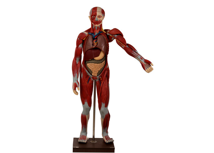 Model anatomii tułowia człowieka z narządami wewnętrznymi i otwartymi plecami do treningu