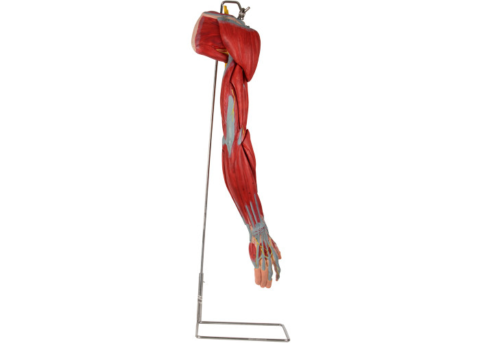 Model anatomii człowieka z PVC z głównymi naczyniami nerwowymi