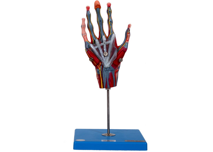 Szkolny model anatomii dłoni z mięśniami naczyń głównych Nerwy