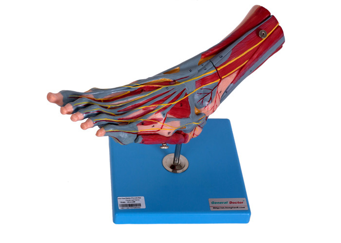 Mięśnie stóp Model anatomii człowieka z nerwami naczyń