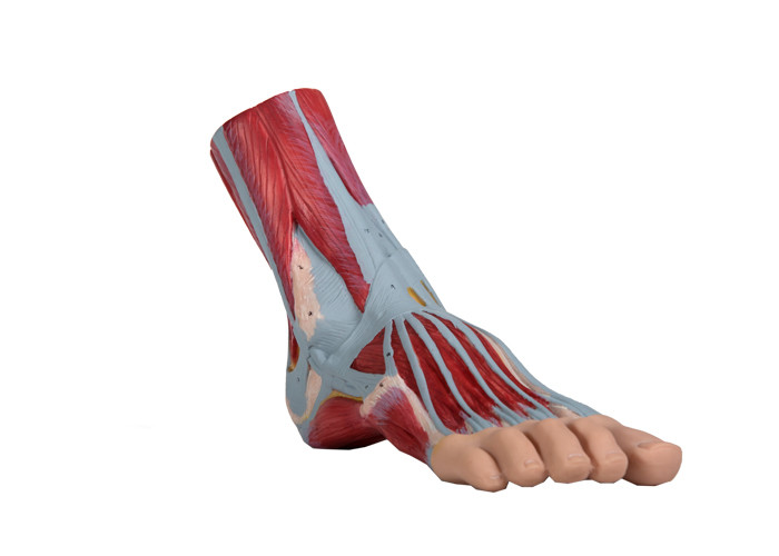 Model anatomii człowieka stopy PVC Mięśnie malowane kolorem do treningu