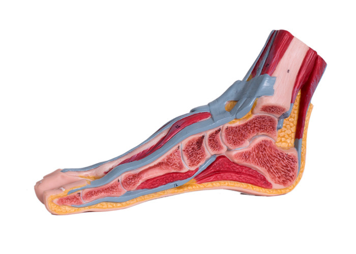Mediana przekroju strzałkowego Model anatomiczny stopy PVC z naczyniami mięśniowymi