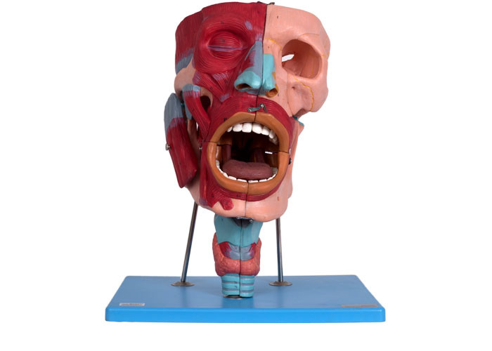 Ludzki anatomiczny model głowy z jamy nosowo-gardłowej krtani