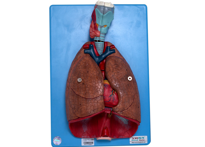 Anatomia człowieka Krtań, serce, płuca, naczynia krwionośne do treningu