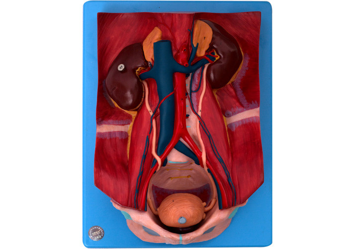 Układ moczowy pokazuje pęcherz, prostatę i prawą nerkę do treningu