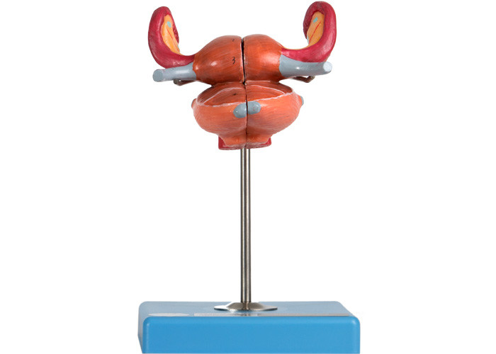 Anatomiczny Model Macicy Z Pęcherza Macicy Pochwowego Moczowodu I Jajnika