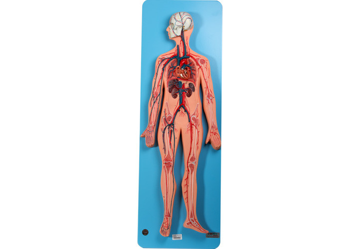 Model anatomiczny układu krążenia obejmuje tętnice i żyły do ​​treningu