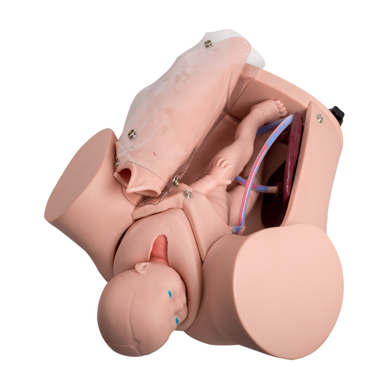 Colleges Two Fetus Childbirth Simulator Symulator porodu dziecka
