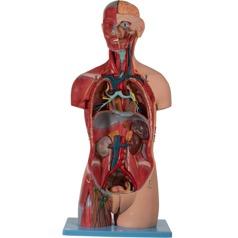 Kolor skóry Model anatomii człowieka bez płci tułowia z wewnętrznymi strukturami