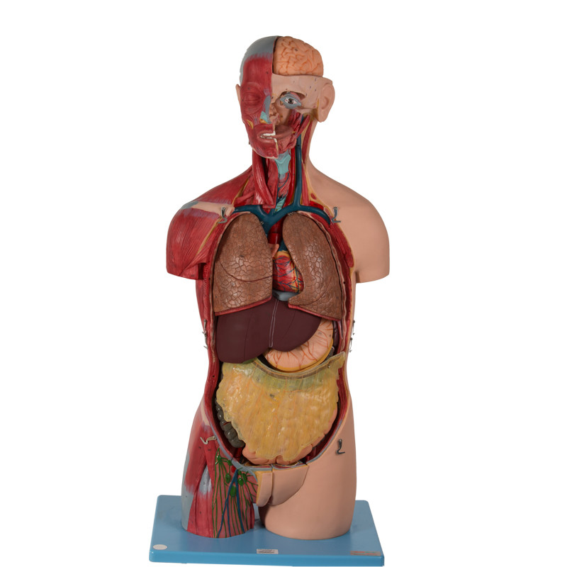 20 części bezpłciowy model anatomiczny tułowia z narządami wewnętrznymi