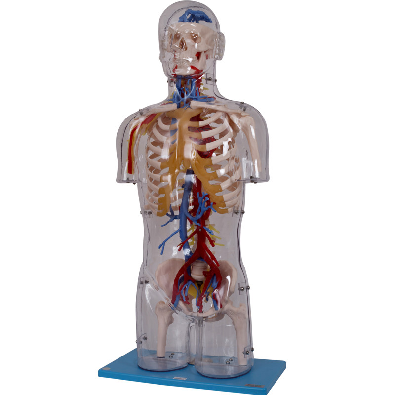 Szkolenie College PVC Model anatomii człowieka Przyjazny dla środowiska