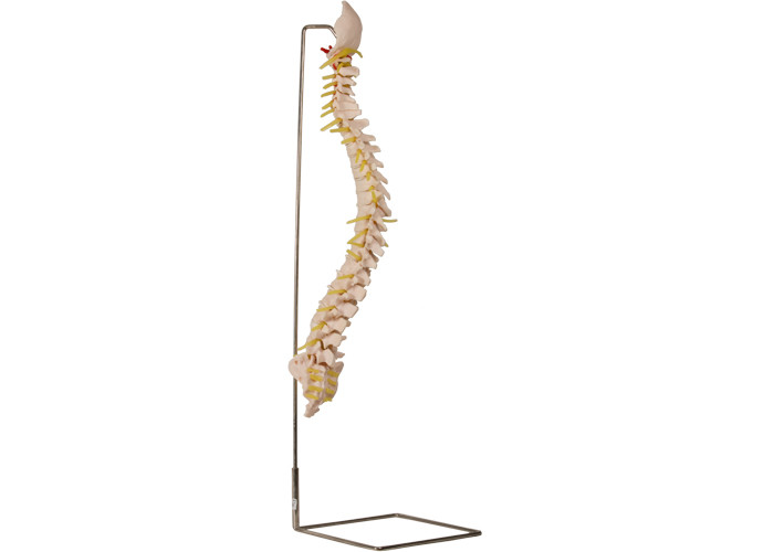 Model szkieletu kręgosłupa 70 cm z uchwytem ze stali nierdzewnej