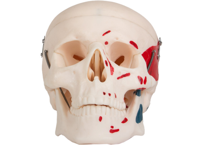 Model do kolorowania mięśni czaszki dla dorosłych, który można podzielić na 3 części