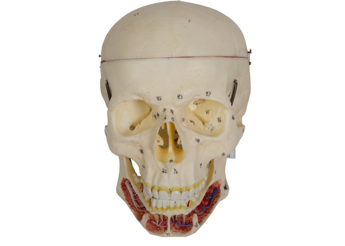 Model czaszki dla dorosłych z nerwem i tętnicą do szkolenia w szkole medycznej