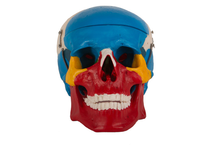 Niebiesko-czerwona malowana plastikowa anatomiczna czaszka do szkolenia w szkole medycznej