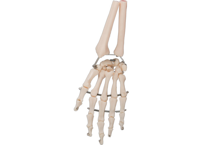 Materiał PVC Model kości ludzkiej ręki 3D do szkolenia medycznego
