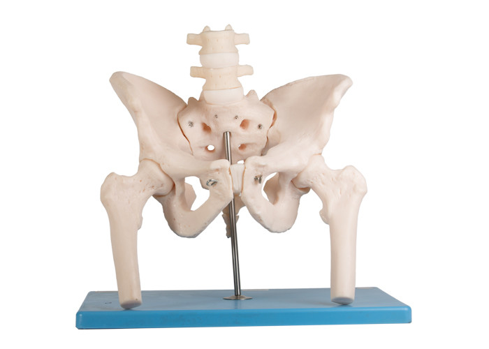 Model anatomii człowieka kości udowej kręgosłupa lędźwiowego ze stojakiem