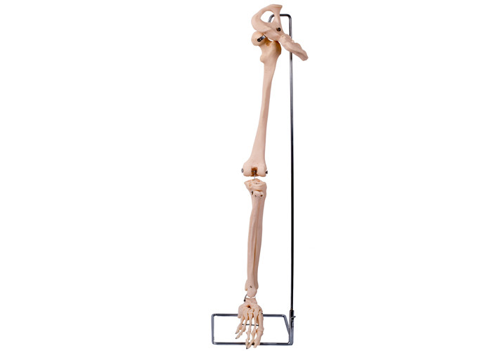 Model kości biodrowej kończyny dolnej z PVC 3D do szkolenia medycznego