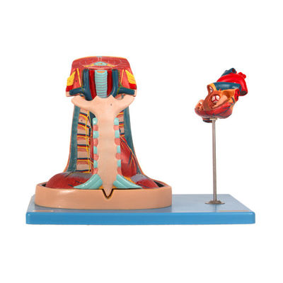 Importuj model anatomiczny śródpiersia PVC do szkolenia w szkole medycznej