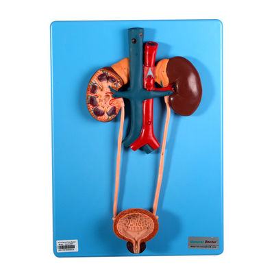 Tryb moczowy obejmuje nerki i pęcherz do nauki w szkołach