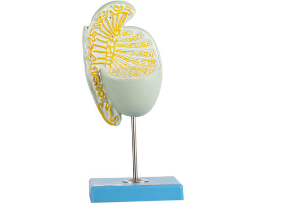 Model powiększonego jądra o strukturze wewnętrznej do szkolenia w szkołach medycznych