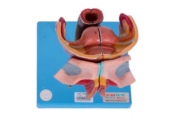 Model żeńskich zewnętrznych i wewnętrznych narządów płciowych do szkolenia w kolegiach